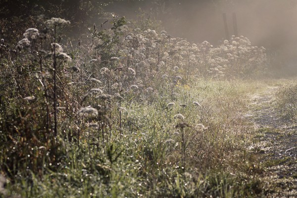 Morgenspaziergang.jpg