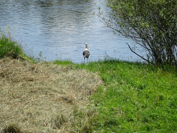 Storch.JPG