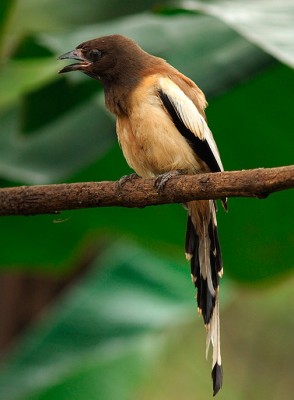 2013-Indien-20022013-078.jpg