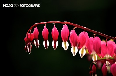 DSC_026611.jpg