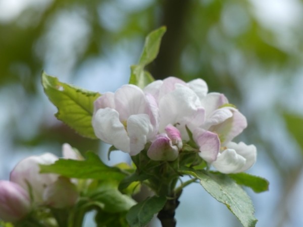 X-Mas-2 Apfelblüte.JPG