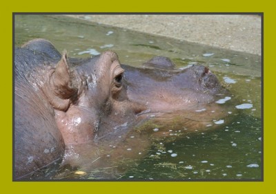 Flußpferd.jpg