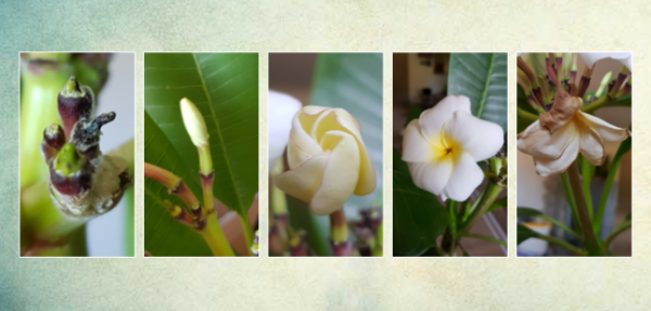 Frangipani.png