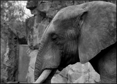 Fant.png