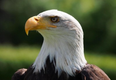 Adler1.jpg