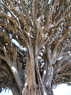 Drachenbaum 11.jpg