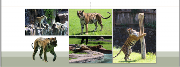 Tiger 3.png