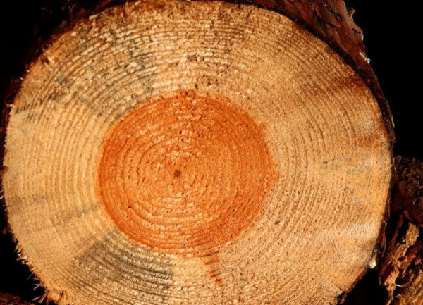 Baum.JPG