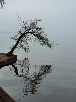 Gardasee_Baum.jpg