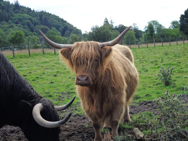 Cow Schottland_s.jpg