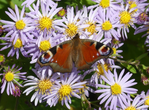 herbst1.JPG