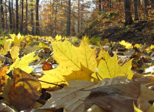 herbst2.JPG