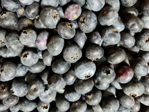 Heidelbeeren.jpg