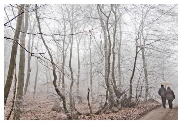 _MG_1664_Winterwald.jpg