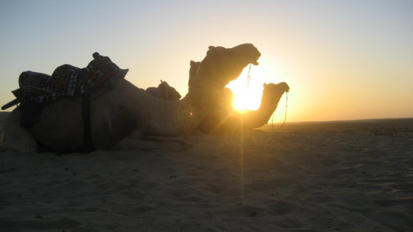 Kamele Wüste Thar.jpg