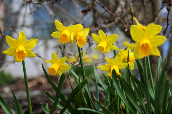 Frühling1.jpg