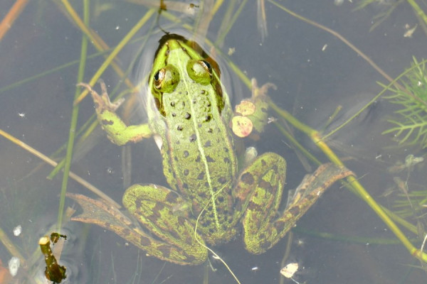 P40231_Frosch.JPG