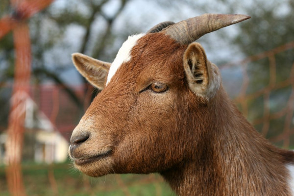 Ziege.jpg