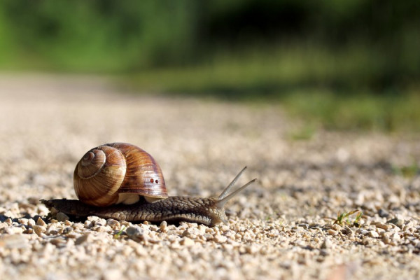 Weinbergschnecke1.jpg