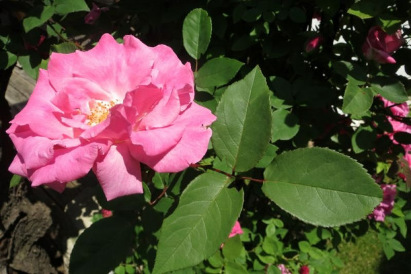 Rose.JPG