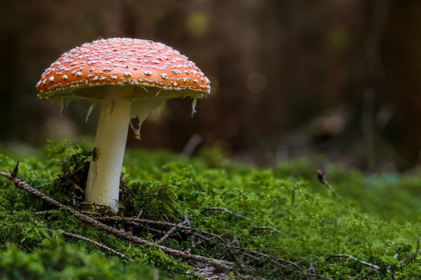 Fliegenpilz.jpg