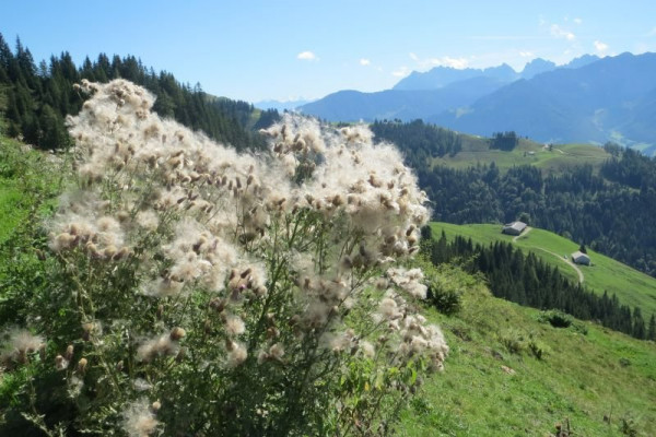 Flugsamen.JPG