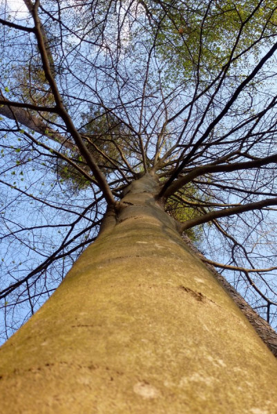 Baum.jpg