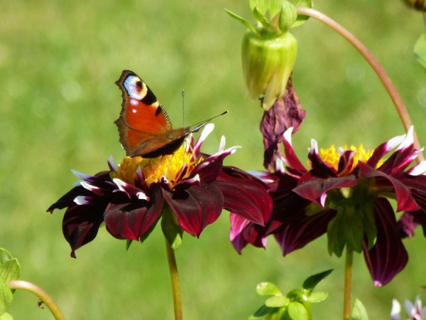 Schmetterling.jpg