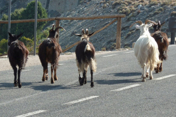 Sardinienurlaubs.jpg