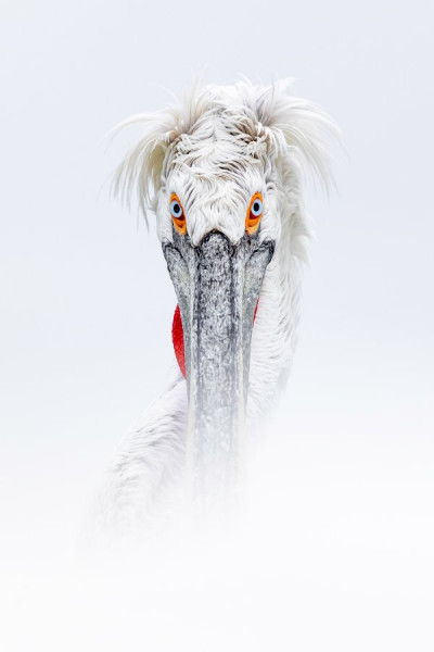 AT-AT-Nature_&_Wildlife-2763447.jpg