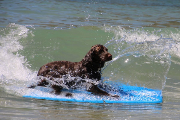 2016-07-19_1576_Hund.JPG