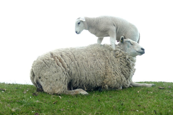 2020-05-30_FZ20185_Schafe3.JPG