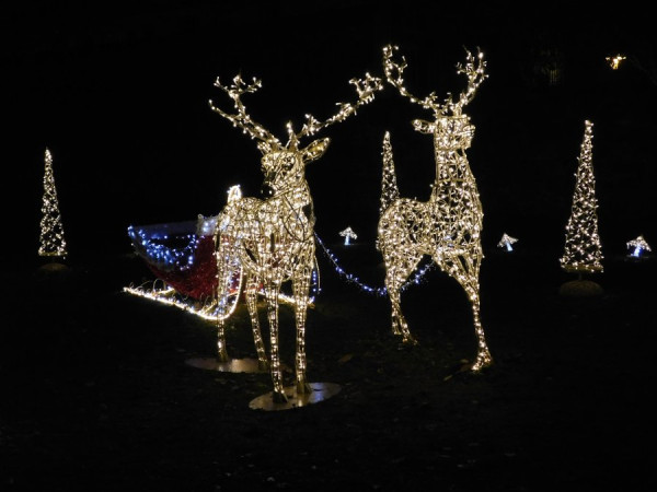 2412_Weihnachtsmarkt-Rentiere_0008.jpg