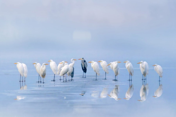 CZ-CZ-Animals-3047319.jpg