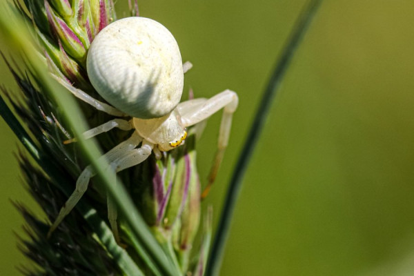 Veränderliche_Krabbenspinne1.jpg