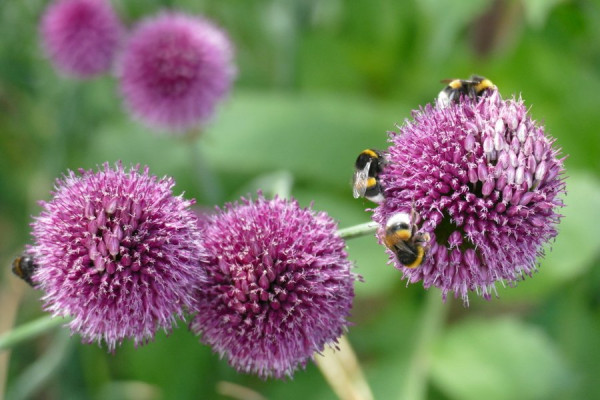 2020-07-20_FZ40179_Lauch_Hummeln.JPG