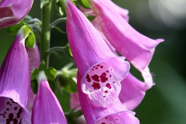 Close_up_9.JPG