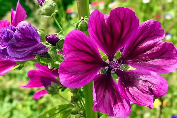 Close_up_12.JPG
