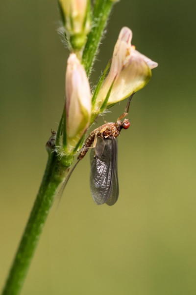 Eintagsfliege,.jpg
