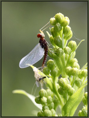 Eintagsfliege.jpg