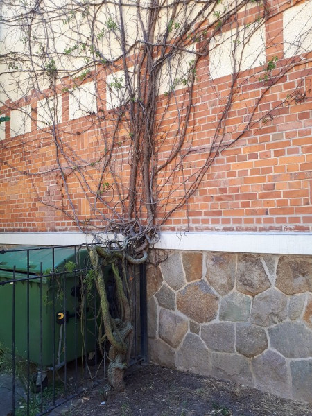 MuellplatzBaum.jpg