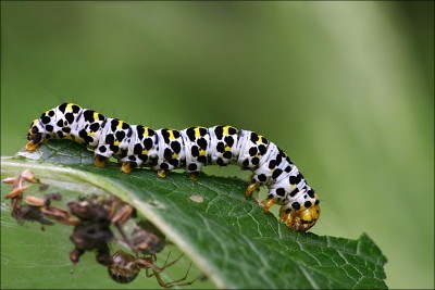Braunwurzmönch-Raupe.jpg