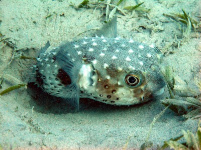 Igelfisch.jpg