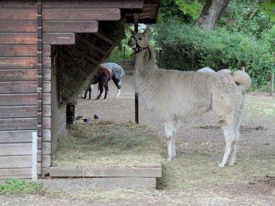 Lama.jpg