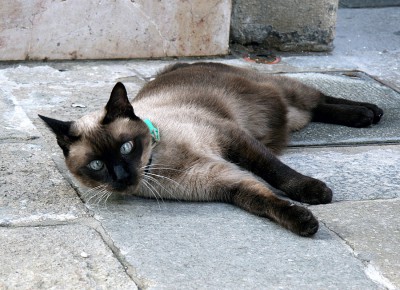 Siamkatze.jpg