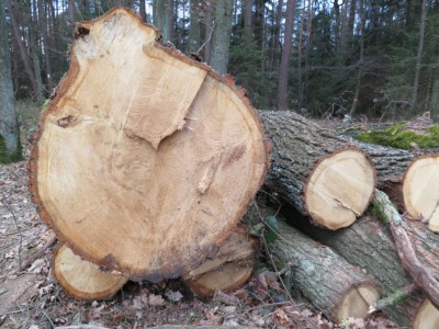 Querschnitt.jpg