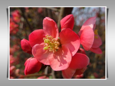 Blüten.jpg