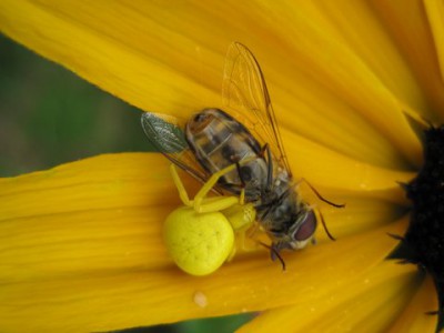 IMG_0990.JPG