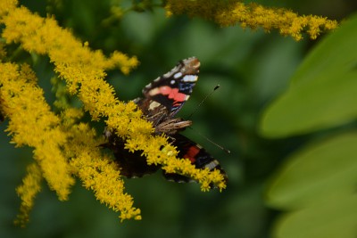 DSC_535422.jpg