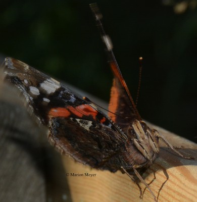 Schmetterling.jpg